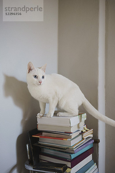 Weiße Katze auf Buchstapel an der Wand zu Hause