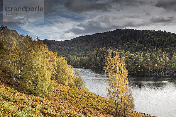 Tranquil glen landscape with autumn trees and river  Glen Affric  Scotland