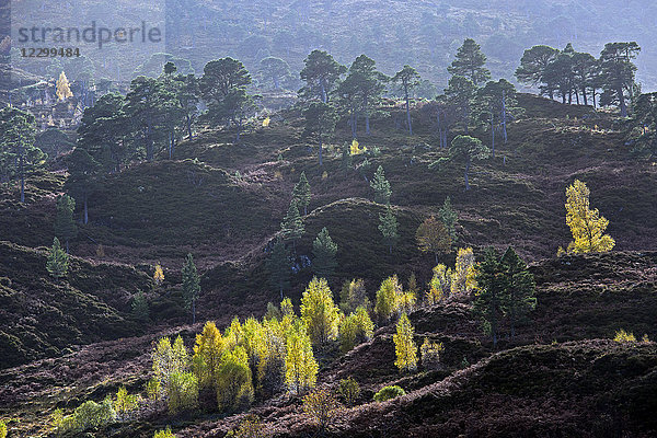 Autumn leaves turning color on trees in rolling landscape  Glen Cannich  Scotland