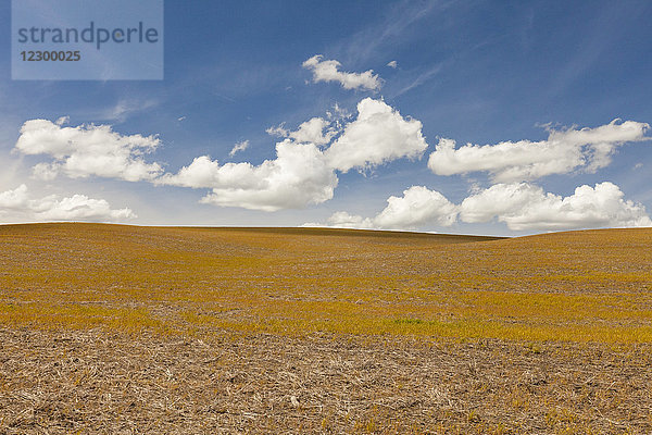 Szenerie eines braunen Feldes unter blauem Himmel mit Wolken  Palouse  Washington  USA
