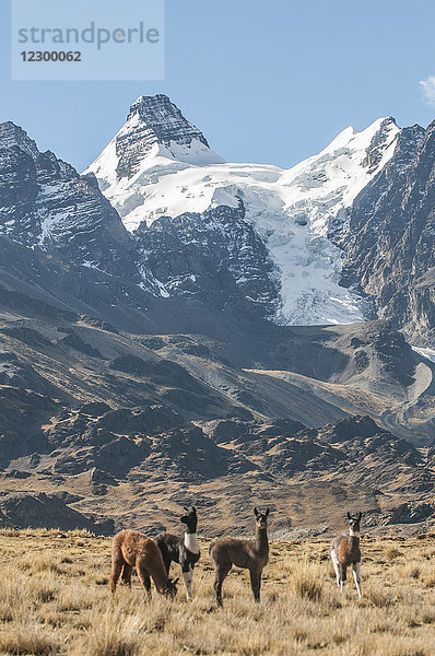 Lamas unterhalb von Condoriri in der Region Cordillera Real in den bolivianischen Anden.