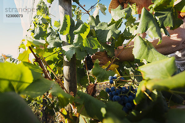 Ältere Frau bei der Traubenernte im Weinberg  Estremoz  Alentejo  Portugal