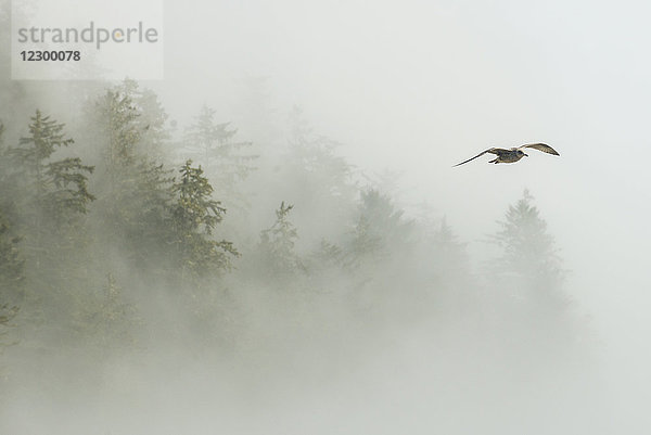 Einzelne Möwe fliegt über dem Wald im Nebel  West Coast Trail  Pacific Rim National Park  Vancouver Island  British Columbia  Kanada