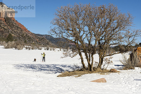 Erwachsene Frau beim Skifahren mit Hund im Falls Creek Valley an einem sonnigen Tag  Durango  Colorado  USA