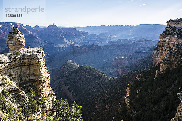 Majestätische Naturkulisse mit Ente auf einem Felsen  Grand Canyon National Park  Arizona  USA