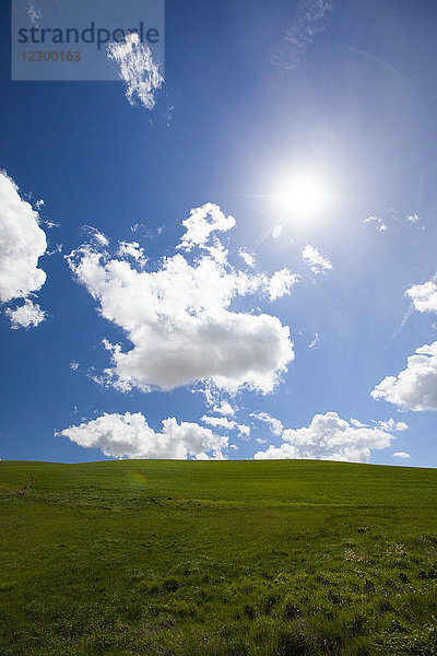 Landschaft mit grünem Feld unter blauem Himmel mit Wolken  Palouse  Washington State  USA