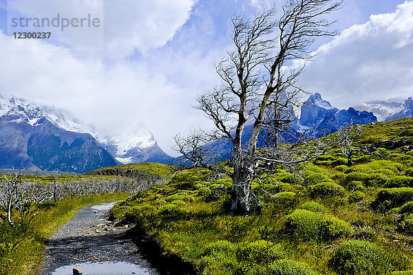 Die raue Wildnis des Nationalparks Torres Del Paine mit einer Bergkette im Hintergrund  Ultima Esperanza  Chile