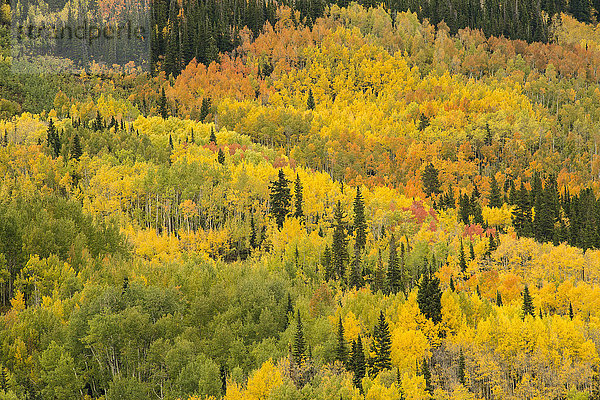 Waldszenerie im Herbst  Crested Butte  Colorado  USA