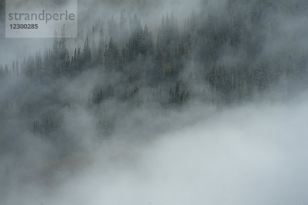 Tief hängende Wolken umgeben Kiefern  Crested Butte  Colorado  USA