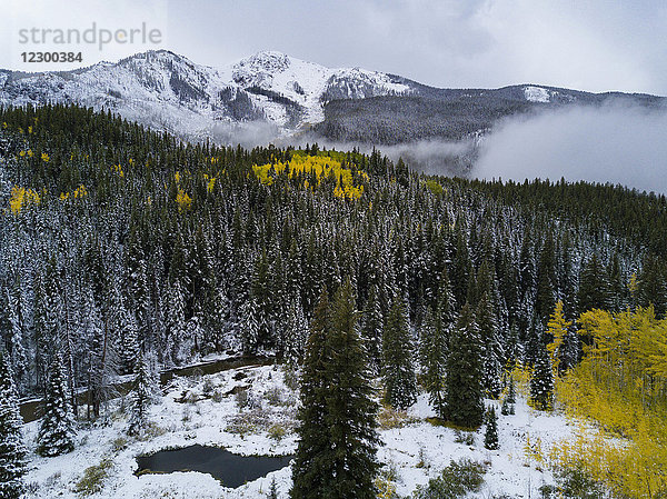 Wald und Berge mit Schnee  Aspen  Colorado  USA