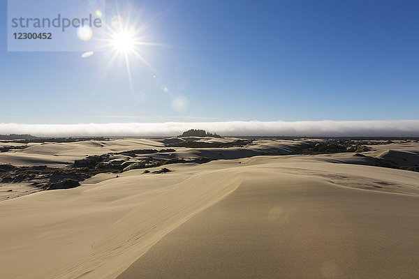 Schöne Naturlandschaft mit Sanddünen unter strahlender Sonne  Oregon Dunes National Recreation Area  Oregon  USA