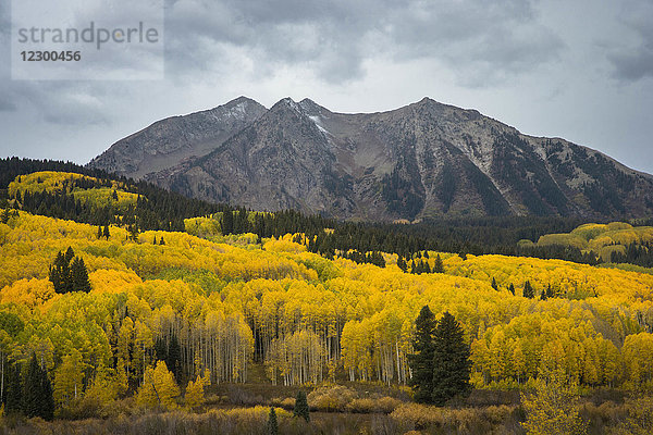 Wald in Herbstfarben und Berg im Hintergrund  Kebler Pass bei Crested Butte  Colorado  USA