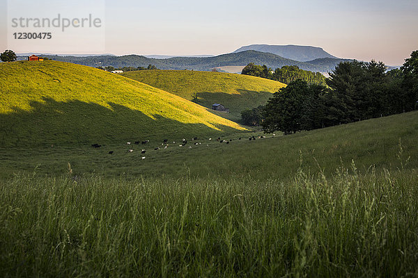 Weidende Rinder neben der Farm auf einem grasbewachsenen Hügel in der Morgendämmerung  Lexington  Virginia  USA