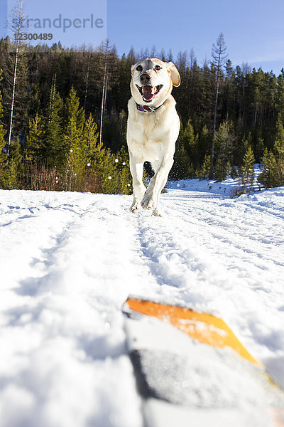 Labrador Retriever läuft auf Schnee  nachdem sein Besitzer in den Bergen Ski gefahren ist  Lolo  Montana  USA