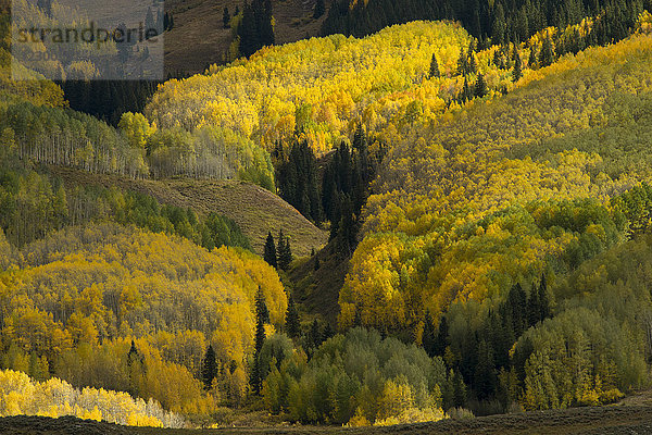 Waldszenerie im Herbst  Crested Butte  Colorado  USA