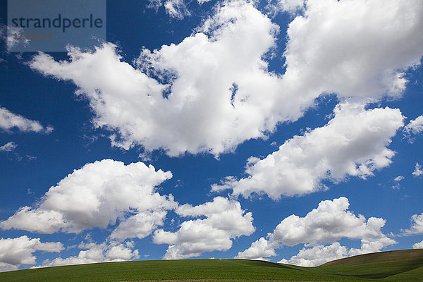 Grüne Hügellandschaft unter blauem Himmel mit Wolken  Palouse  Washington State  USA