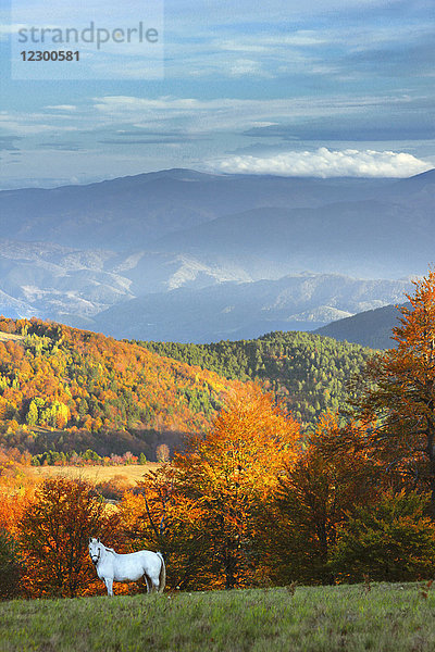 Weißes Pferd auf einer Bergwiese mit Wald in Herbstfarben im Hintergrund  Berg Djakovo  Kraljevo  Sumadija und Westserbien  Serbien