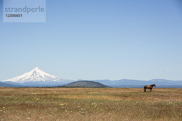 Seitenansicht eines Wildpferdes  das in der Prärie vor dem Mount Hood steht  Warm Springs  Oregon  USA