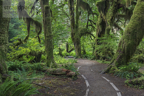 Weg durch die Hall of Mosses durch den Regenwald im Olympic National Park  Forks  Washington State  USA