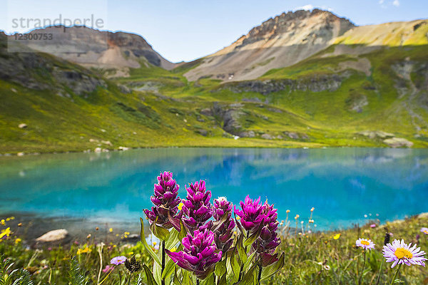 Rosa Wildblumen am Ufer des Ice Lake und Berge im Hintergrund  Silverton  Colorado  USA