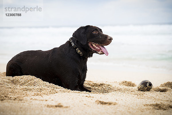 Seitenansicht eines Hundes  der im Sand am Strand sitzt und die Zunge herausstreckt