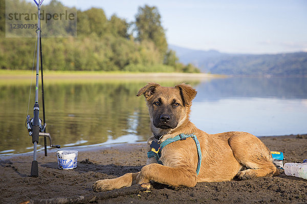 Hund sitzt am Strand des Columbia River und schaut in die Kamera  Portland  Oregon  USA