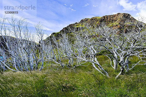 Schöne Naturlandschaft mit kahlen Bäumen  Nationalpark Torres del Paine  Provinz Ultima Esperanza  Chile