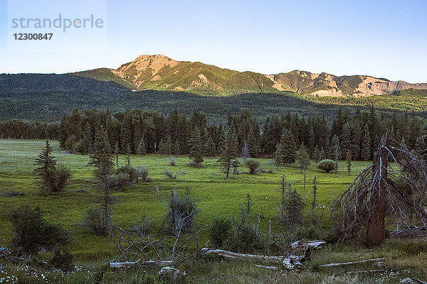 Grüner Wald im Blanco Basin in den San Juan Mountains in der Abenddämmerung  Colorado  USA