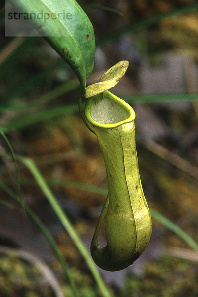 Kannenpflanze (Nepenthes).