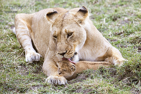 Schönes Naturfoto einer Löwin (Panthera leo)  die ihr Junges leckt  Masai Mara National Reserve  Kenia