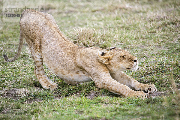 Seitenansicht eines jungen Löwen (Panthera leo) beim Strecken  Masai Mara National Reserve  Kenia