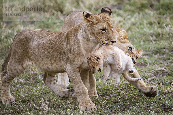 Schönes Naturfoto von zwei jungen Löwen (Panthera leo)  die mit einem jüngeren Jungtier spielen  Masai Mara National Reserve  Kenia