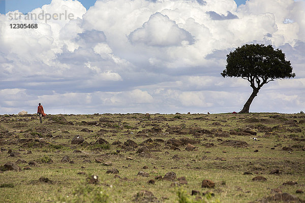 Entfernte Ansicht eines einsamen Massai-Mannes  der in der Savanne spazieren geht  Masai Mara National Reserve  Kenia
