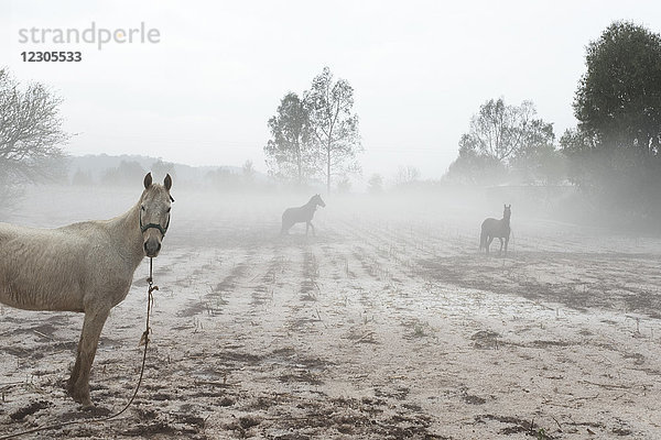 Pferde auf einem Feld während eines Hagelsturms  Huasca e Ocampo  Hidalgo  Mexiko