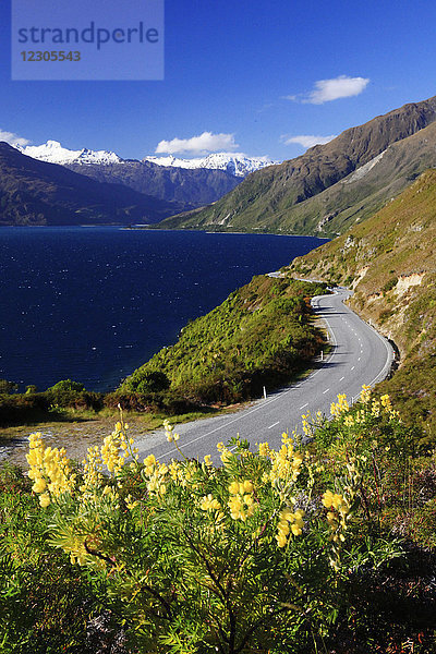 Wildblumen an der kurvenreichen Straße entlang der Küste des Lake Wanaka  Neuseeland