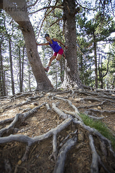 Frau hat Spaß beim Klettern auf Bäume im Wald in den Pyrenäen  Nationalpark Ordesa y Monte Perdido  Huesca  Aragonien  Spanien