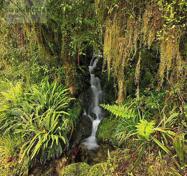 Kleiner Waldwasserfall  umgeben von grünem  üppigem Laub  Neuseeland