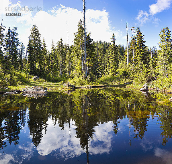 Schöne Naturlandschaft mit Wald  der sich in einem der Vicar Lakes spiegelt  Vancouver  British Columbia  Kanada