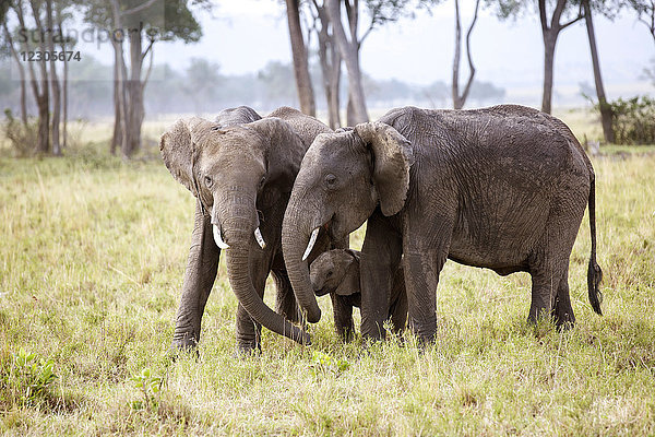 Schönes Naturfoto von zwei weiblichen afrikanischen Elefanten (Loxodonta africana) mit Kalb  Masai Mara National Reserve  Kenia