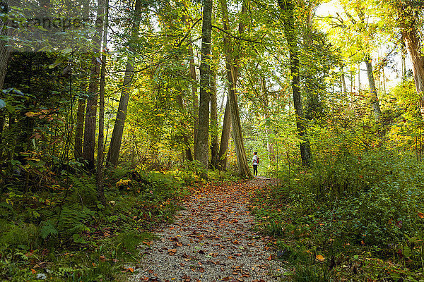 Weiblicher Rucksacktourist im üppigen grünen Wald  Maribel  Wisconsin  USA