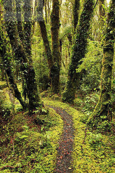 Schmaler Pfad durch einen üppigen  lebendigen Wald  Neuseeland