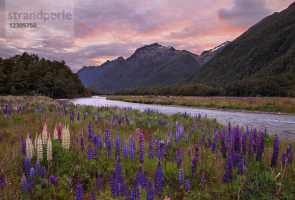 Landschaftliche Ansicht einer Lupine  die neben einem Fluss im Fiordland-Nationalpark in der stimmungsvollen Abenddämmerung rudert  Neuseeland