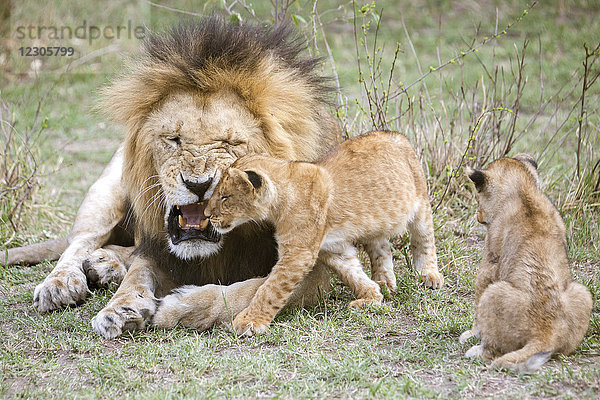 Naturaufnahme eines männlichen Löwen (Panthera leo)  der seine Jungen anbrüllt  Masai Mara National Reserve  Kenia