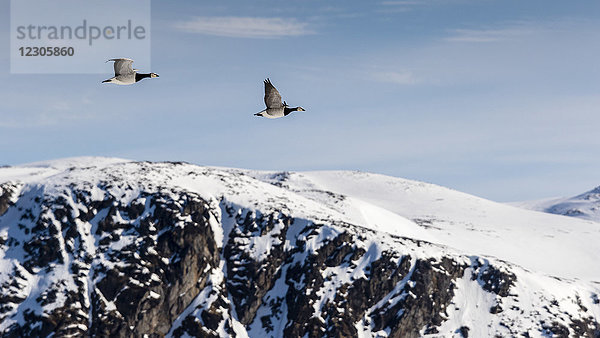 Arktische Naturfotografie mit Seitenansicht von zwei Nonnengänsen (Branta leucopsis)  die über schneebedeckte Berge fliegen  Raudfjorden  Spitzbergen  Svalbard und Jan Mayen  Norwegen