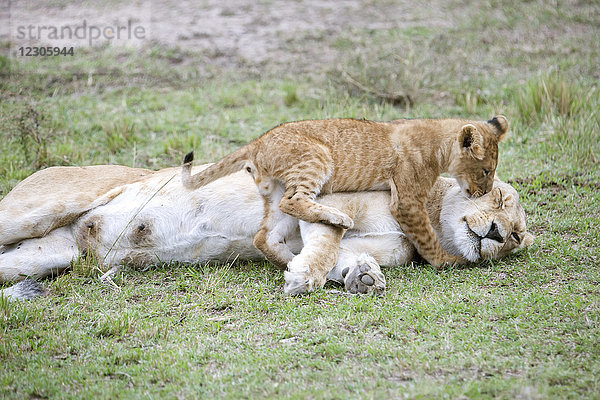 Naturaufnahme eines Löwenjungen (Panthera leo)  der mit einem erwachsenen Weibchen spielt  Masai Mara National Reserve  Kenia
