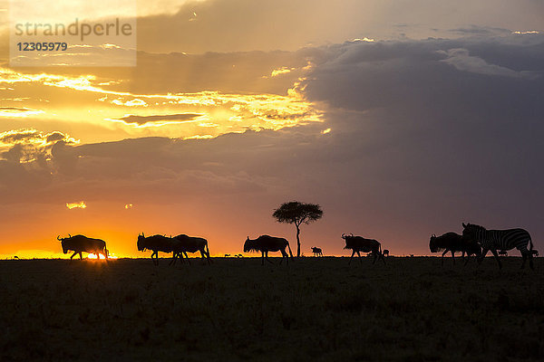 Seitenansicht von Gnus bei Sonnenuntergang während der großen Migration  Masai Mara National Reserve  Kenia
