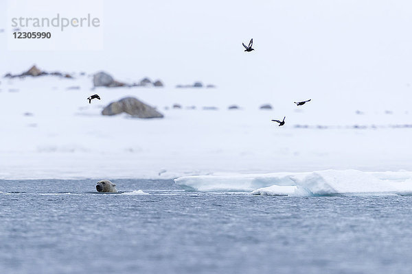 Schönes arktisches Naturfoto mit Vögeln  die über Eisbären (Ursus maritimus) fliegen  die im Arktischen Ozean schwimmen  Spitzbergen  Svalbard und Jan Mayen  Norwegen