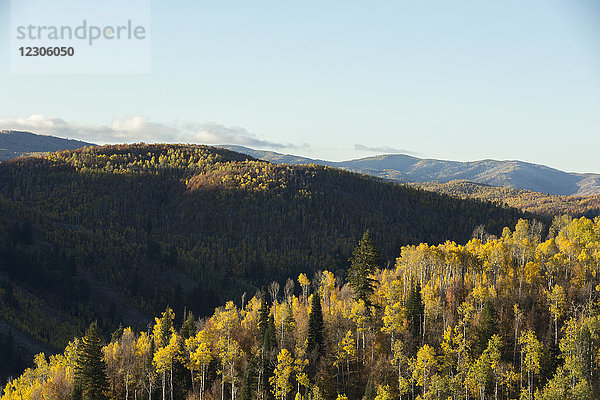 Landschaftlicher Blick auf einen ausgedehnten Bergwald im Herbst  Logan  Utah  USA
