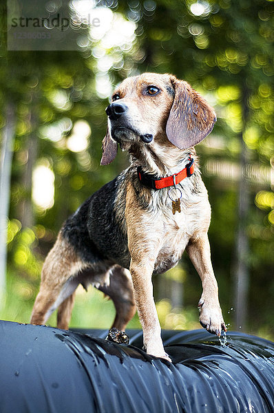 Einzelner Beagle-Hund schaut von der Kamera weg