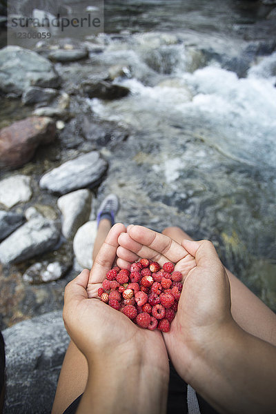 Hände einer Person  die frisch gepflückte Himbeeren hält  mit einem Bach im Hintergrund